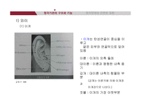청각기관의 해부 및 관련 질환-6