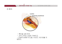 청각기관의 해부 및 관련 질환-8