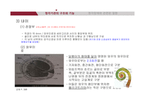 청각기관의 해부 및 관련 질환-15