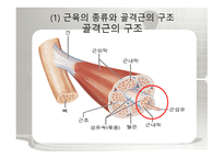 체육의 기초 과학 - 원활한 체육활동을 하기 위한 과학적인 기초지식  -8