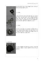 해부실습  - 소 눈과 돼지 심장의 내부 구조 및 기능의 이해 -3