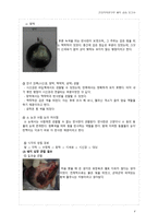 해부실습  - 소 눈과 돼지 심장의 내부 구조 및 기능의 이해 -4