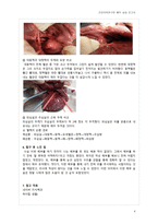 건강의학연구반 해부 실습 (소 눈과 돼지 심장의 내부 구조 및 기능의 이해) -4