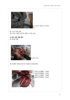건강의학연구반 해부실습 - 소 눈과 돼지 심장의 내부 구조 및 기능의 이해 -3