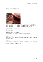건강의학연구반 해부실습 - 소 눈과 돼지 심장의 내부 구조 및 기능의 이해 -4