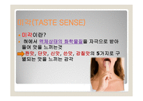 미각과 후각 피부감각 - 미각이란