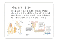 몸속의 모든 기관 - 소화계 -9