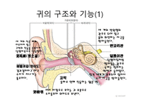 청각과 피부감각 -귀의구조와기능 -4