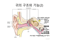 청각과 피부감각 -귀의구조와기능 -5