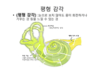 청각과 피부감각 -귀의구조와기능 -6
