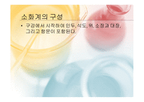 몸속의 모든 기관 -소화계 -4