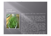 향신료의 정의와 분류 -5
