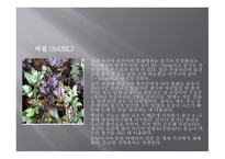 향신료의 정의와 분류 -6