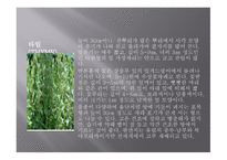 향신료의 정의와 분류 -8