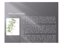 향신료의 정의와 분류 -12