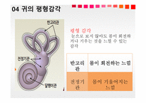 청각과 피부감각 - 귀의구조와기능 -9