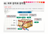 청각과 피부감각 - 귀의구조와기능 -13
