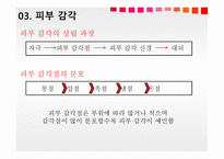 청각과 피부감각 - 귀의구조와기능 -14