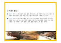 밀리언 달러 베이비 - 줄거리, 인물분석   -12