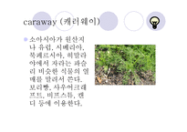 허브와 스파이스 - 허브란 -8