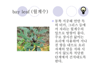 허브와 스파이스 - 허브란 -20
