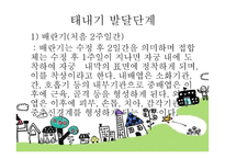 태내기 - 태내기란, 태내기 발달단계, 태내의 성장 과정, 태내기 발달특징 -5