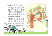 태내기 - 태내기란, 태내기 발달단계, 태내의 성장 과정, 태내기 발달특징 -7