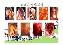 태내기 - 태내기란, 태내기 발달단계, 태내의 성장 과정, 태내기 발달특징 -8