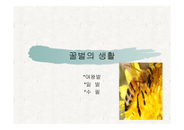 꿀벌의 생활 - 여왕벌 -1