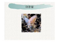 꿀벌의 생활 - 여왕벌 -2