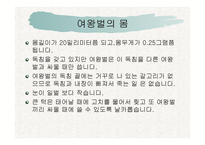꿀벌의 생활 - 여왕벌 -3