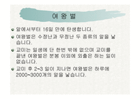 꿀벌의 생활 - 여왕벌 -4