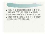 꿀벌의 생활 - 여왕벌 -5