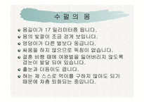 꿀벌의 생활 - 여왕벌 -10