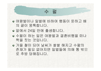 꿀벌의 생활 - 여왕벌 -11