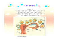 아동발달 - 태내발달 - 생명의 시작, 태내 발달 단계 -5