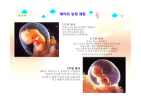 아동발달 - 태내발달 - 생명의 시작, 태내 발달 단계 -7