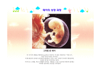 아동발달 - 태내발달 - 생명의 시작, 태내 발달 단계 -9