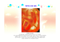 아동발달 - 태내발달 - 생명의 시작, 태내 발달 단계 -13