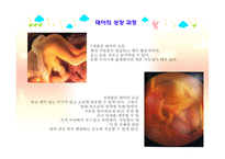 아동발달 - 태내발달 - 생명의 시작, 태내 발달 단계 -17
