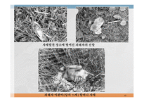 PPT -  미해결 살인사건의 실태와 문제점을 분석하고 탐정으로서 해결 방안 -20