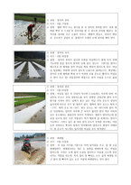 벼 재배과정-2
