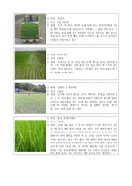 벼 재배과정-3