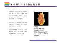 돼지열병 개념, 증상, 문제와 해결방법 [돼지열병,ASF,돼지,아프리카 돼지열병,멧돼지]-10