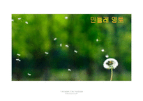 [현대기업] 민들레영토 분석-1