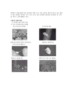 종자의 구조와 발아-6