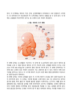 [태내기 발달특성] 태내발달단계, 태아의 감각발달, 태내발달과 유전적-환경적 영향, 태내발달의 결정적 시기-4