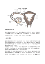 [태아발달] 임신의 단계와 변화, 태내발달의 단계와 영향요인-4