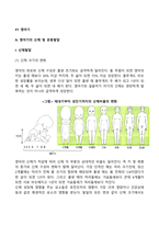 영아기와 유아기의 발달특성-3