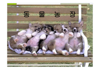 [사업계획서] 동물농장-1
